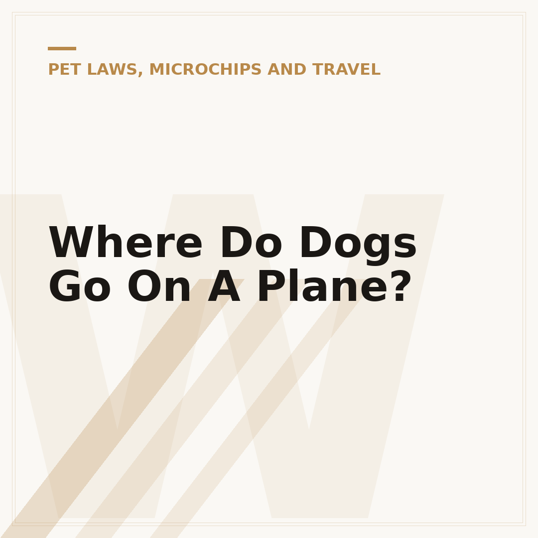 Where Do Dogs Go On A Plane?