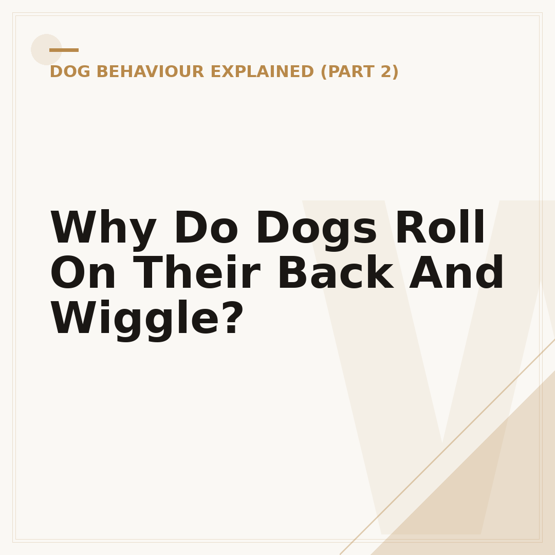 Why Do Dogs Roll On Their Back And Wiggle?