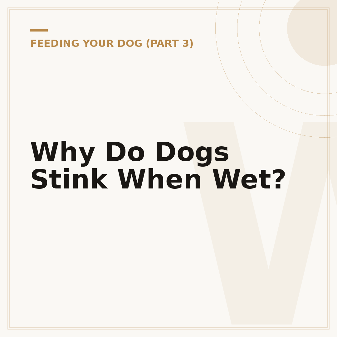 Why Do Dogs Stink When Wet?