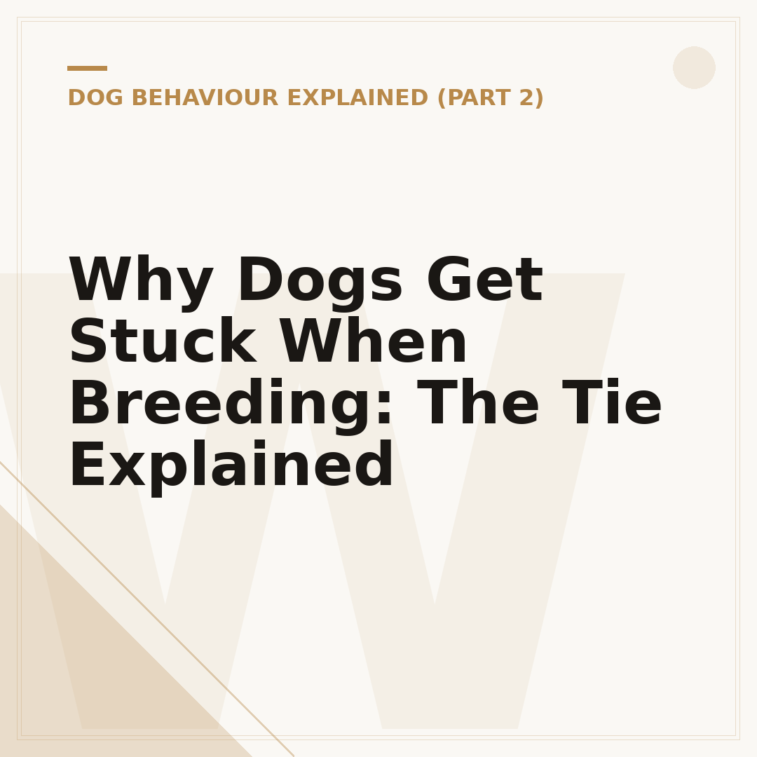 Why Dogs Get Stuck When Breeding: The Tie Explained