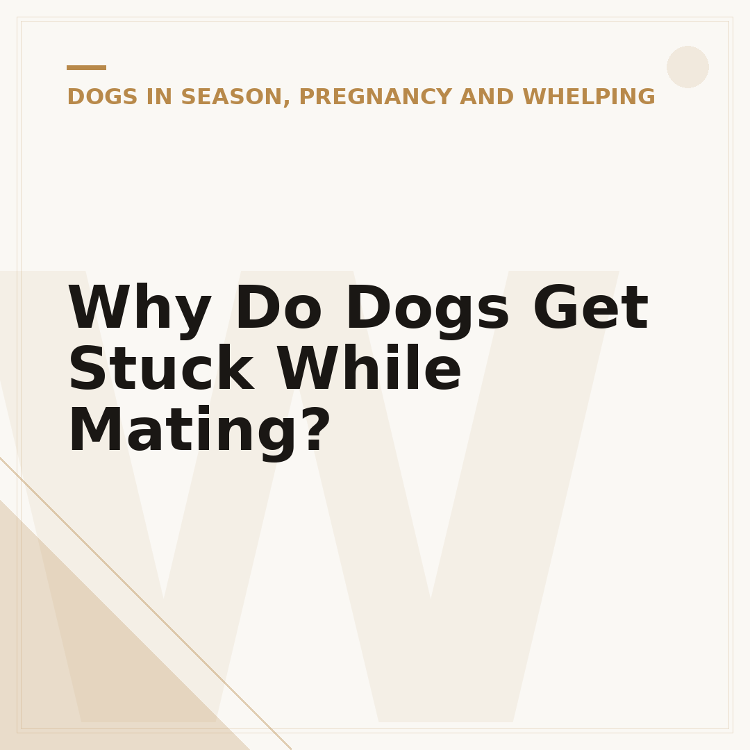 Why Do Dogs Get Stuck While Mating?