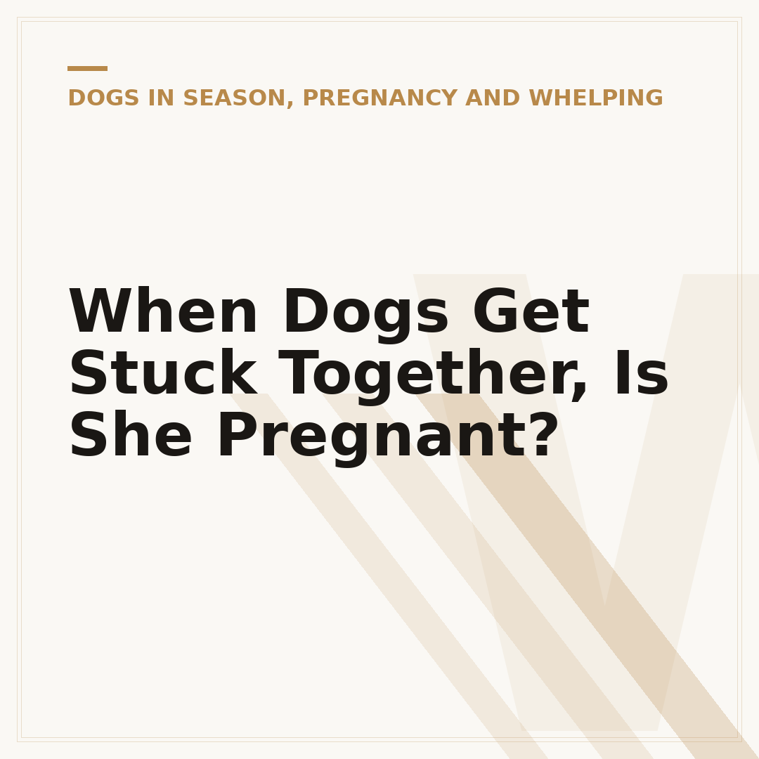 When Dogs Get Stuck Together, Is She Pregnant?