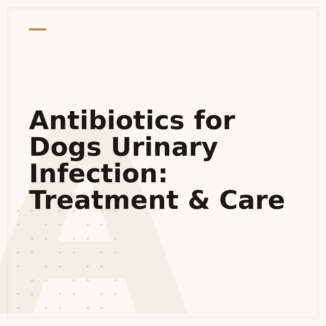 Antibiotics for Dogs Urinary Infection: Treatment & Care