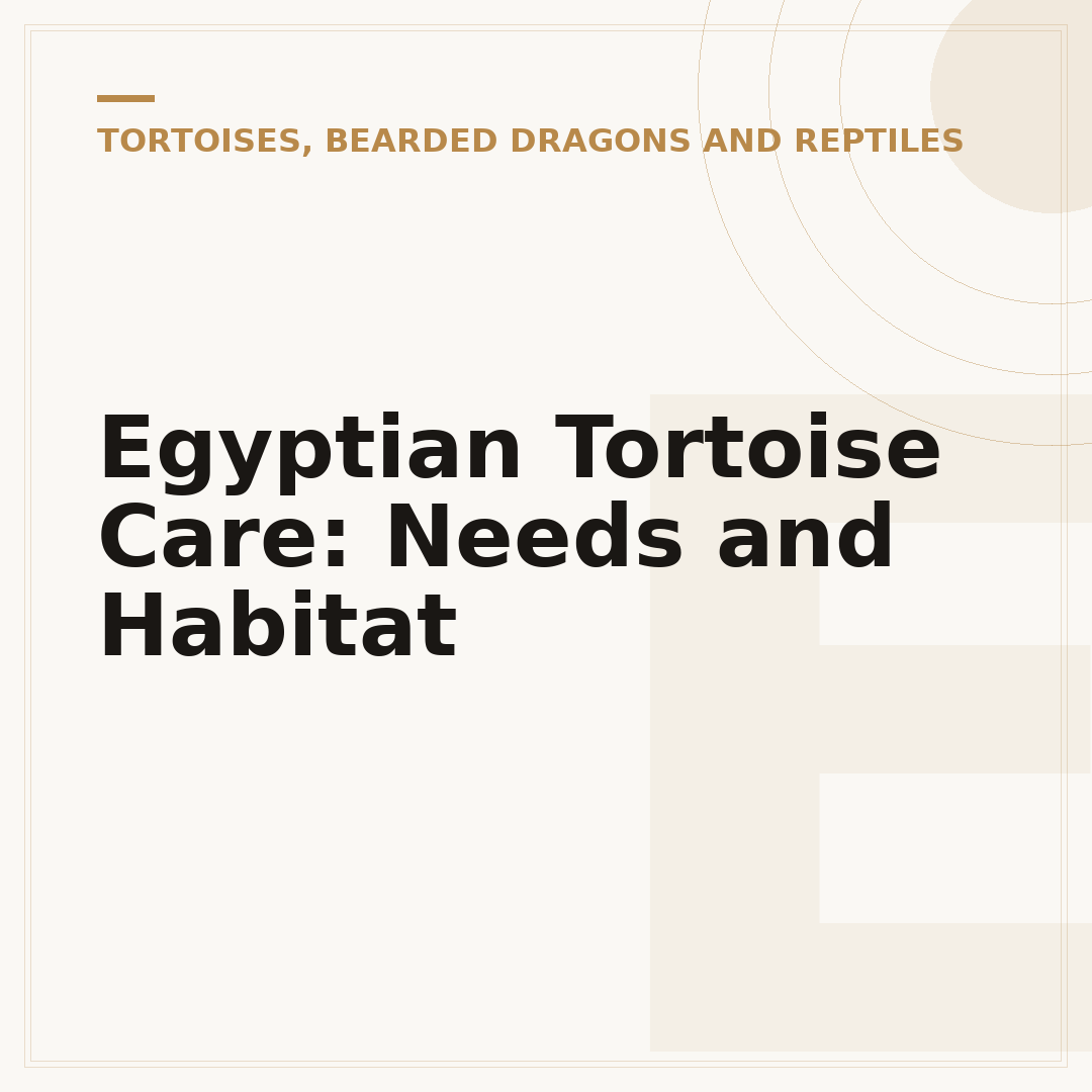 Egyptian Tortoise Care: Needs and Habitat