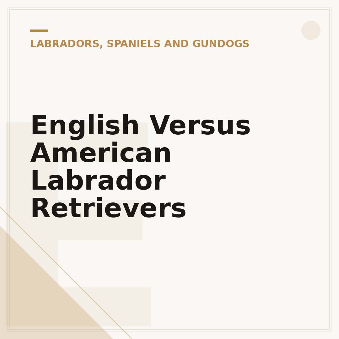 English Versus American Labrador Retrievers
