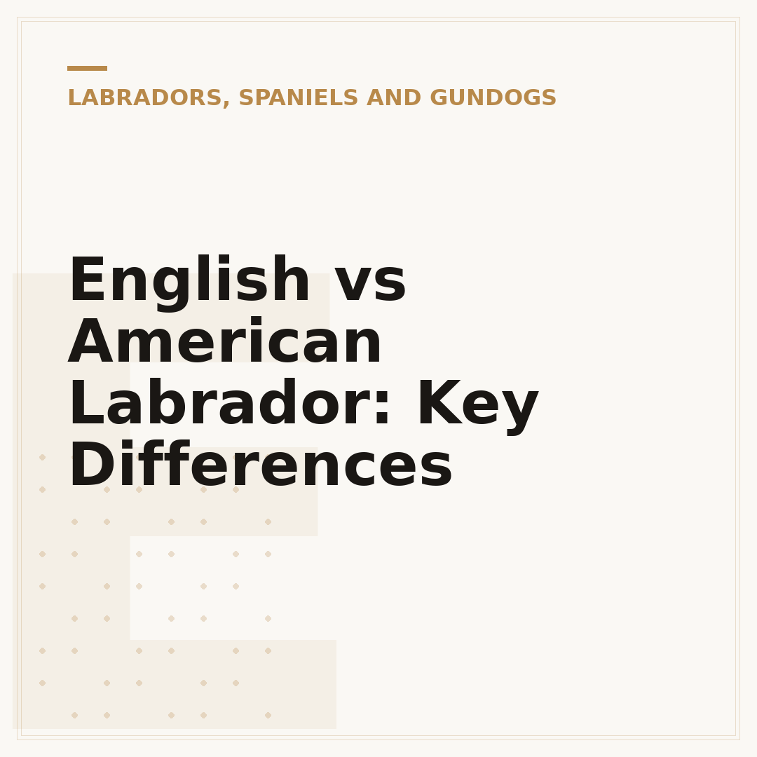 English vs American Labrador: Key Differences