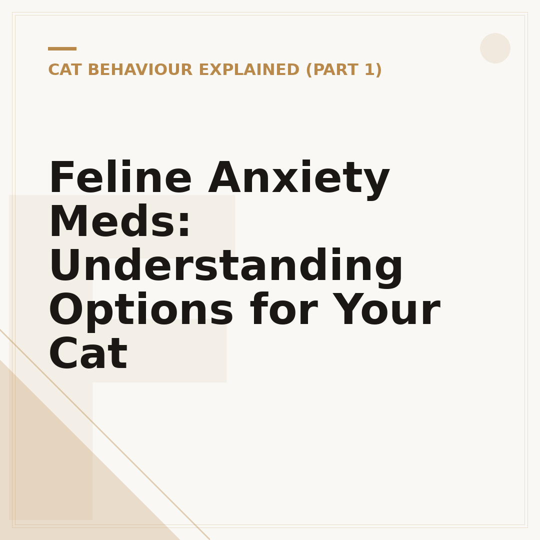 Feline Anxiety Meds: Understanding Options for Your Cat