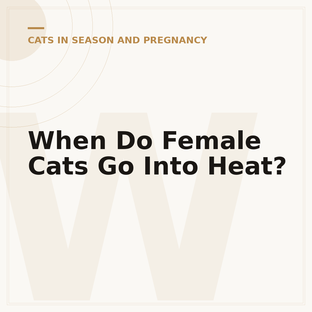 When Do Female Cats Go Into Heat?