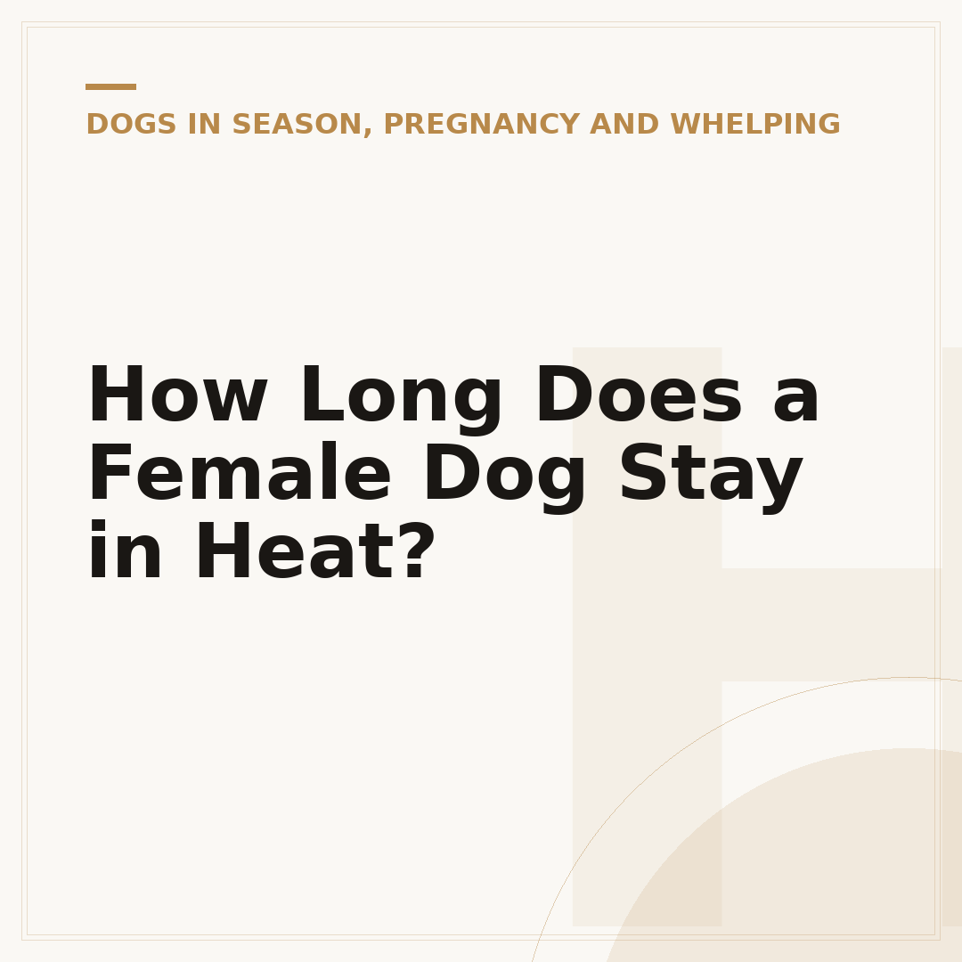 How Long Does a Female Dog Stay in Heat?