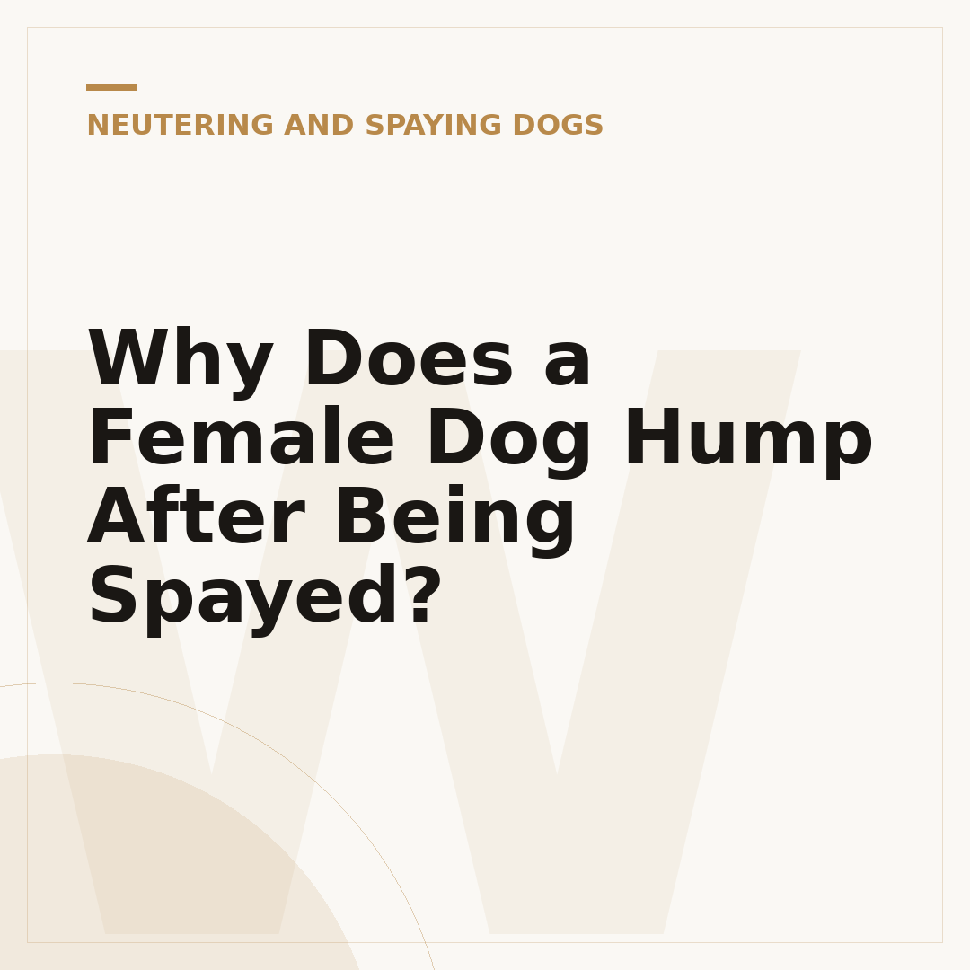 Why Does a Female Dog Hump After Being Spayed?