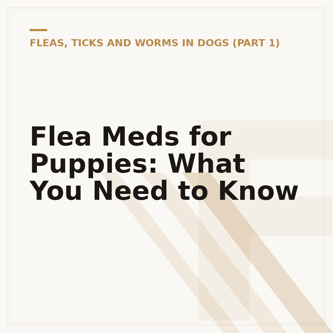 Flea Meds for Puppies: What You Need to Know