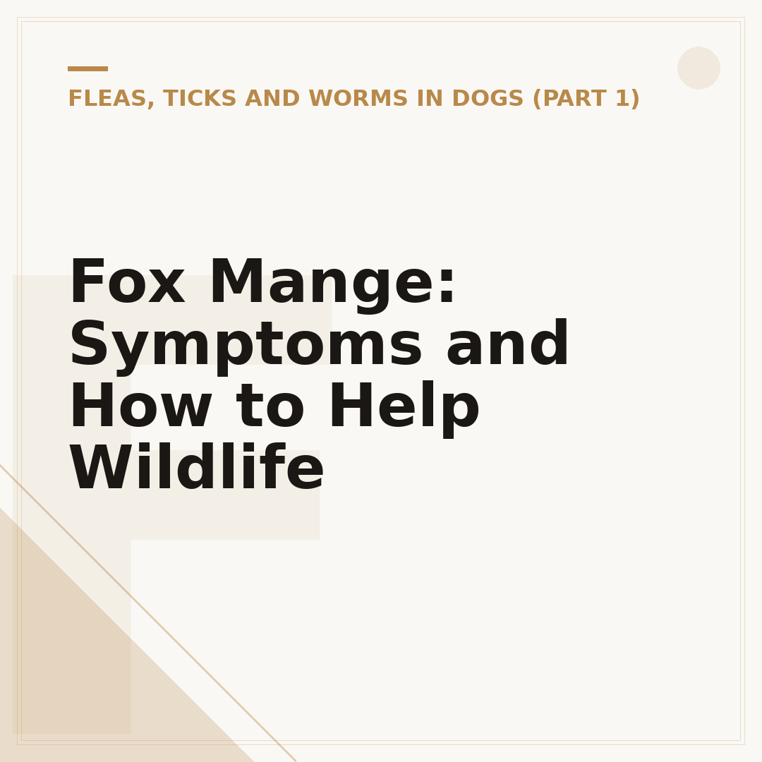 Fox Mange: Symptoms and How to Help Wildlife