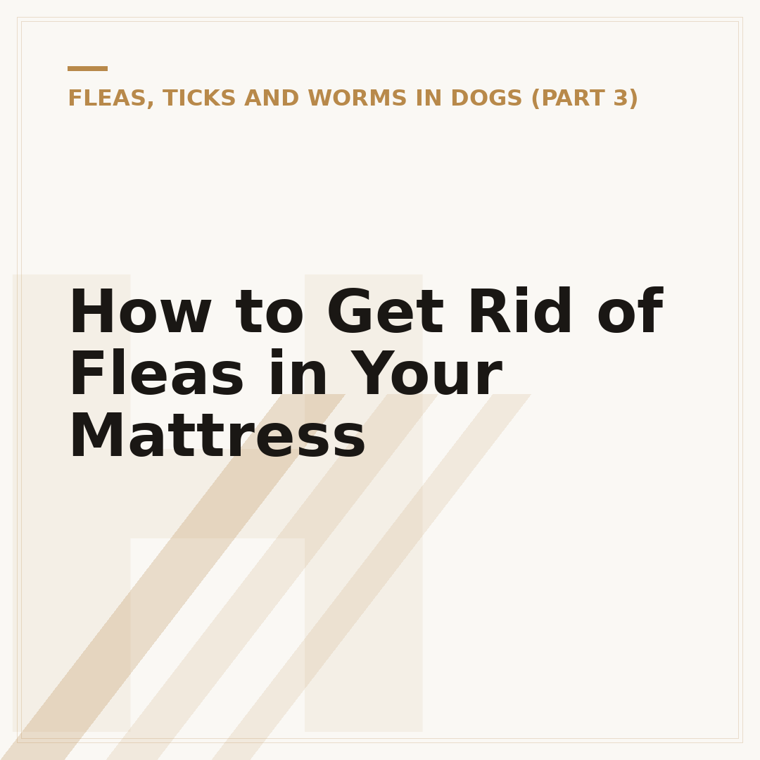 How to Get Rid of Fleas in Your Mattress