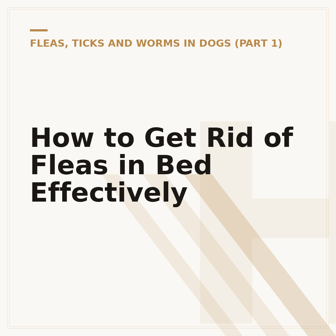 How to Get Rid of Fleas in Bed Effectively
