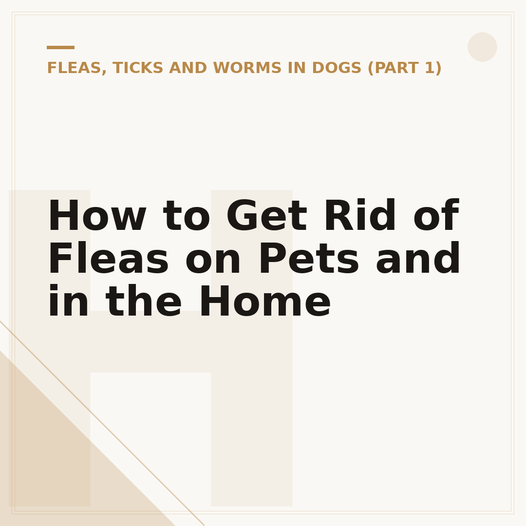 How to Get Rid of Fleas on Pets and in the Home