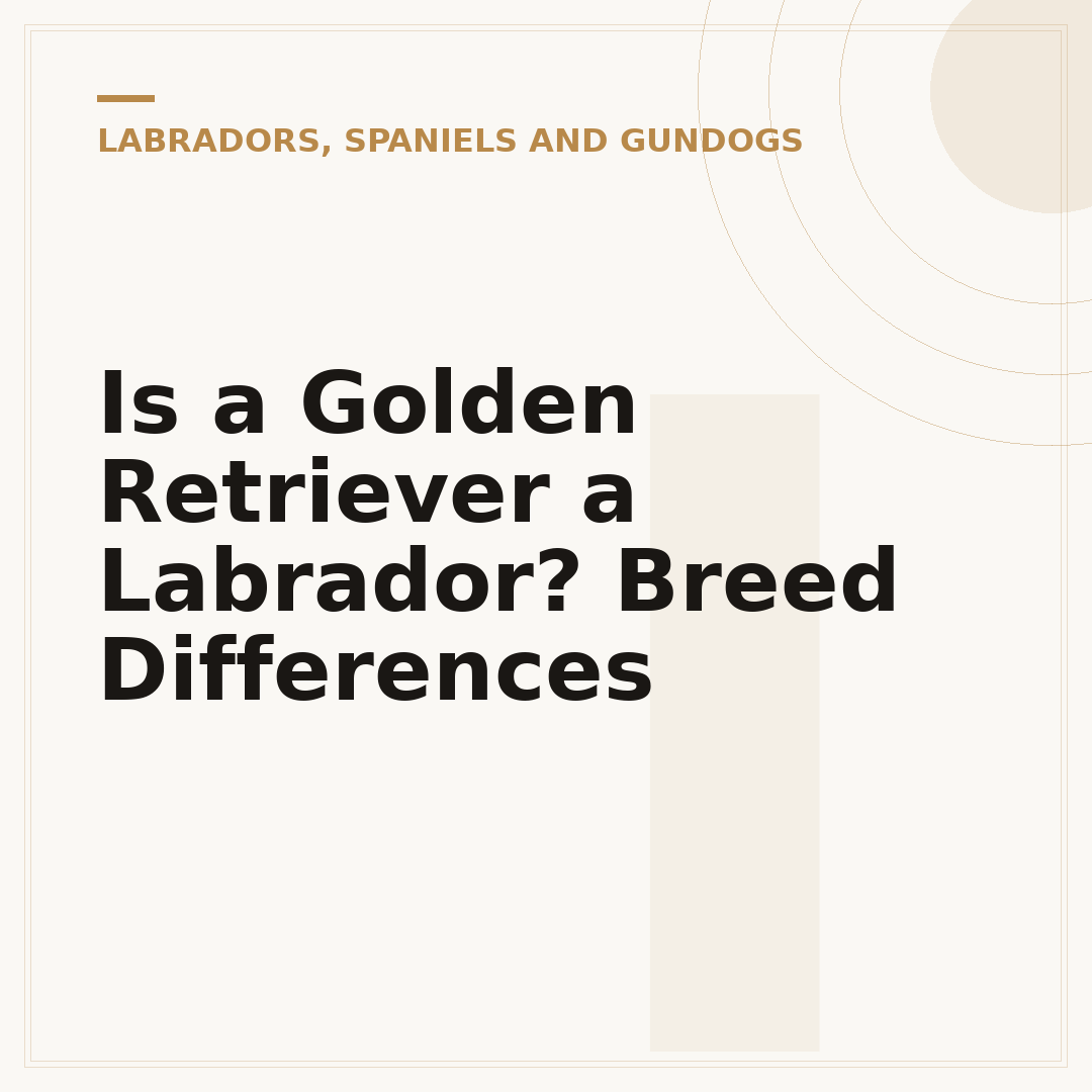 Is a Golden Retriever a Labrador? Breed Differences