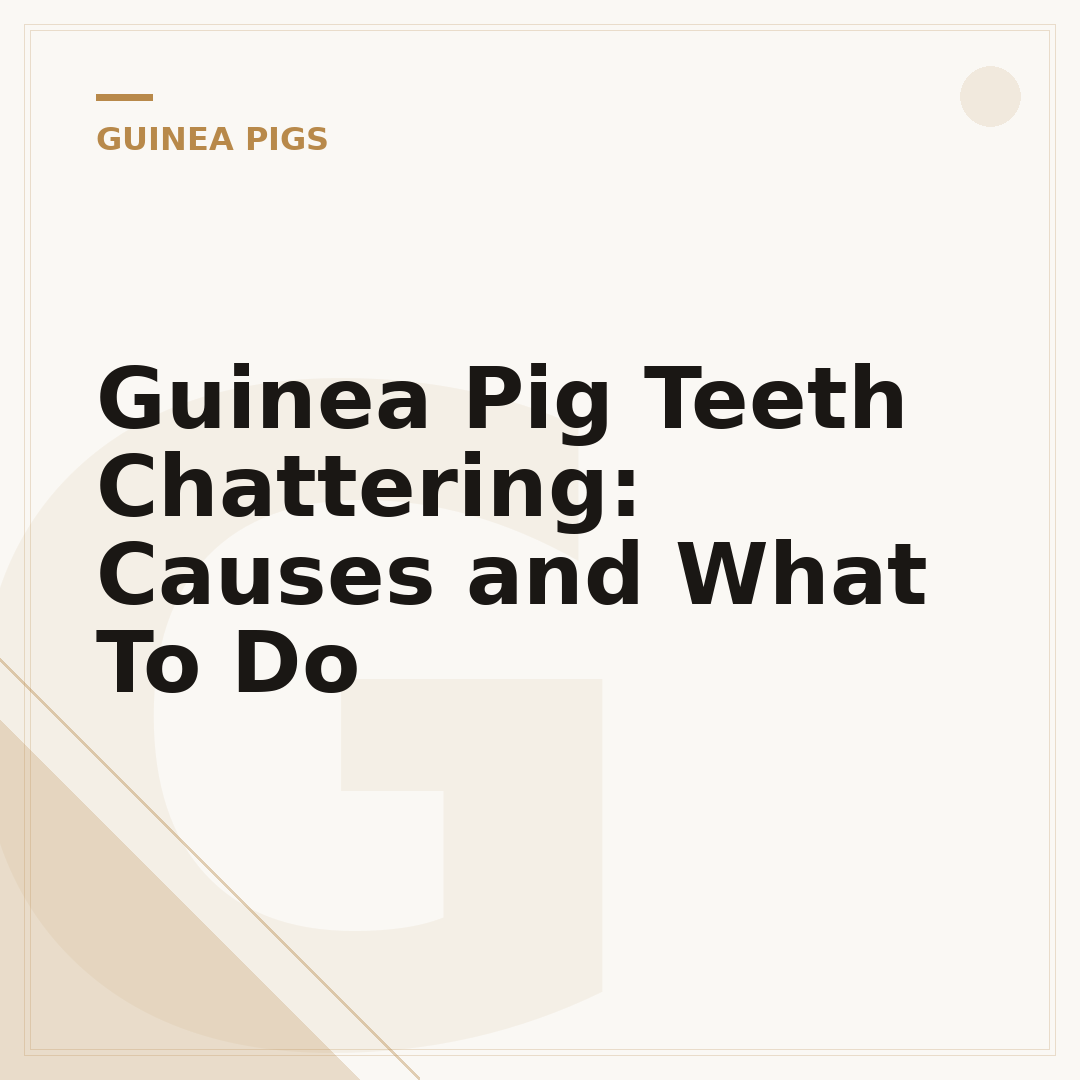Guinea Pig Teeth Chattering: Causes and What To Do