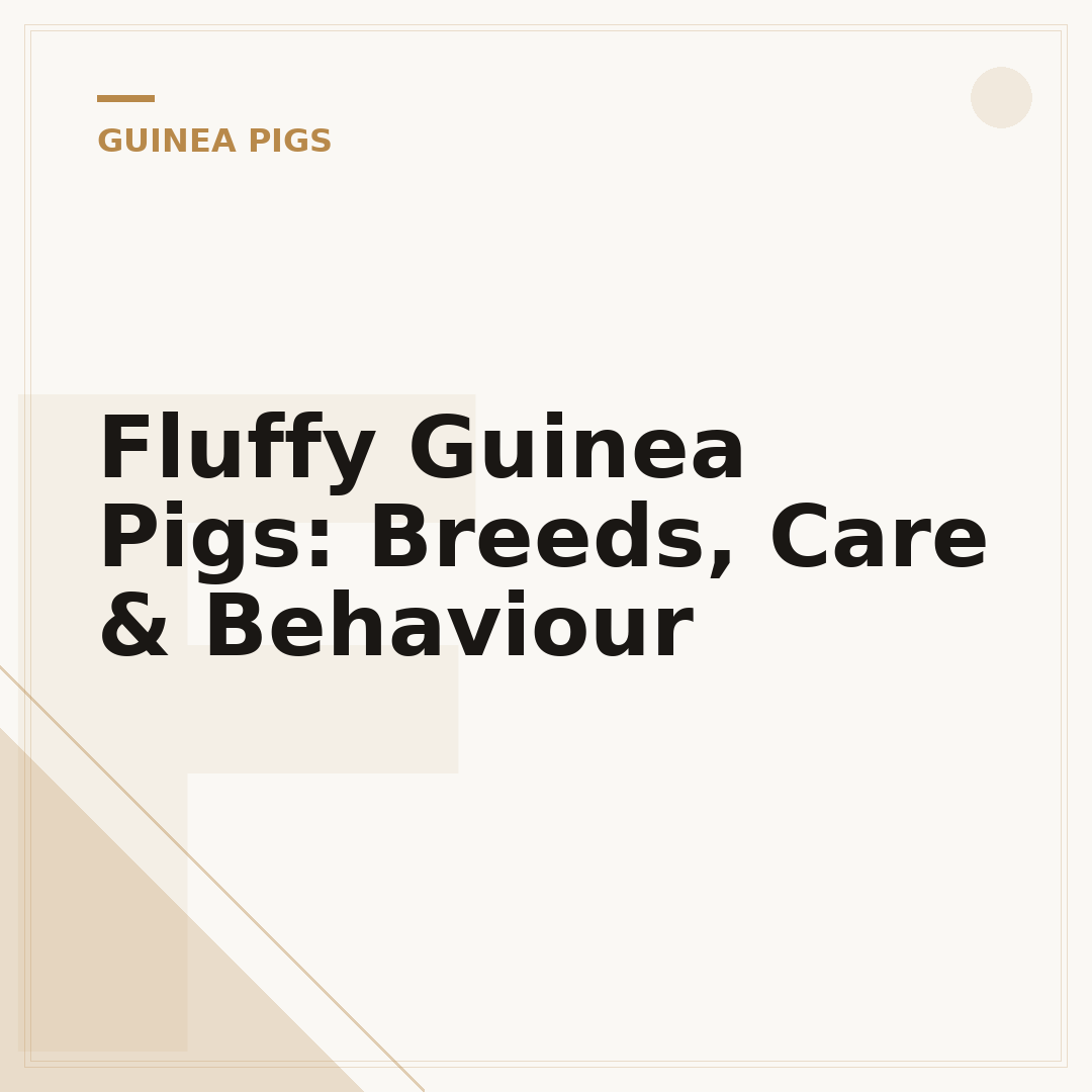 Fluffy Guinea Pigs: Breeds, Care & Behaviour