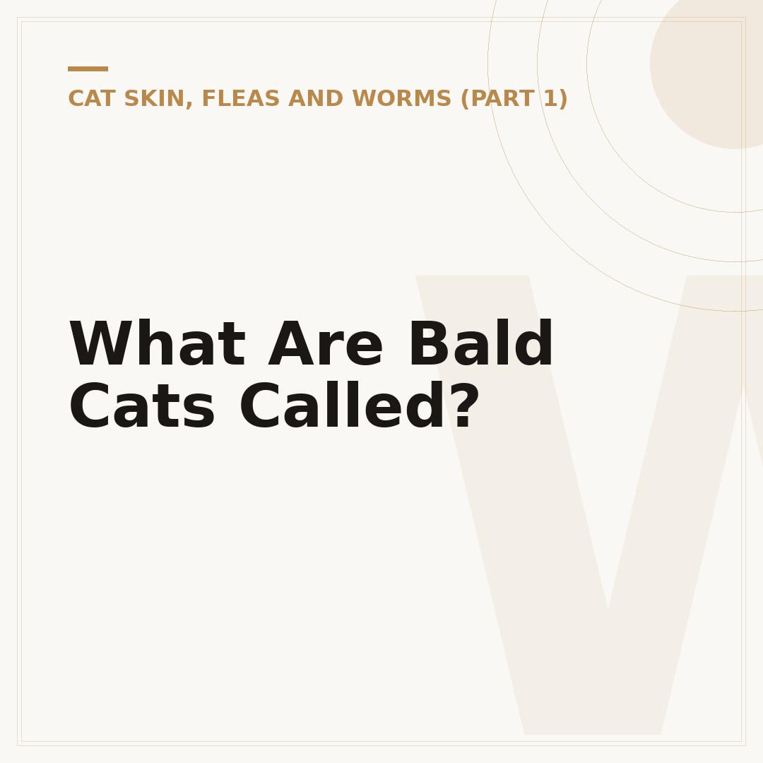 What Are Bald Cats Called?
