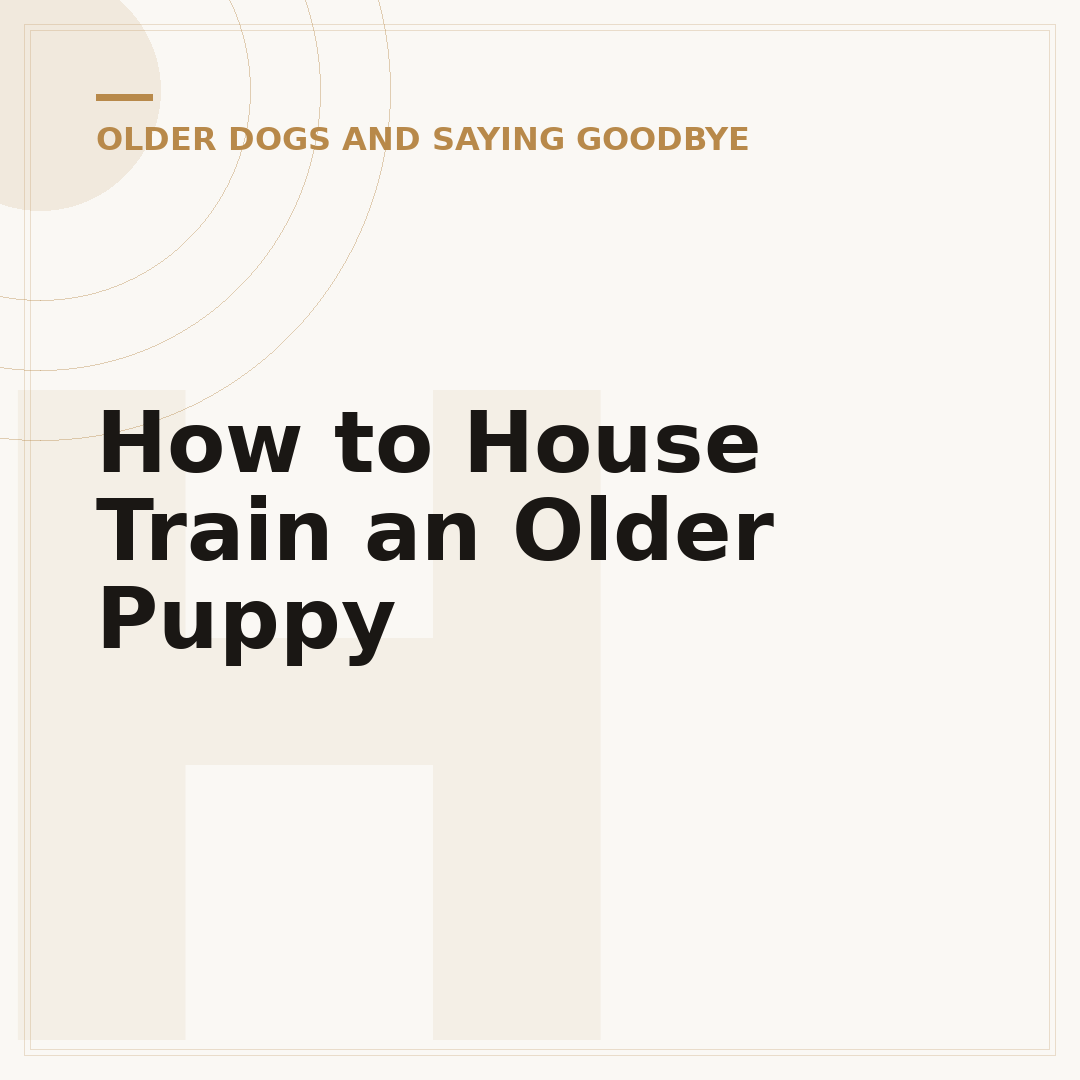 How to House Train an Older Puppy