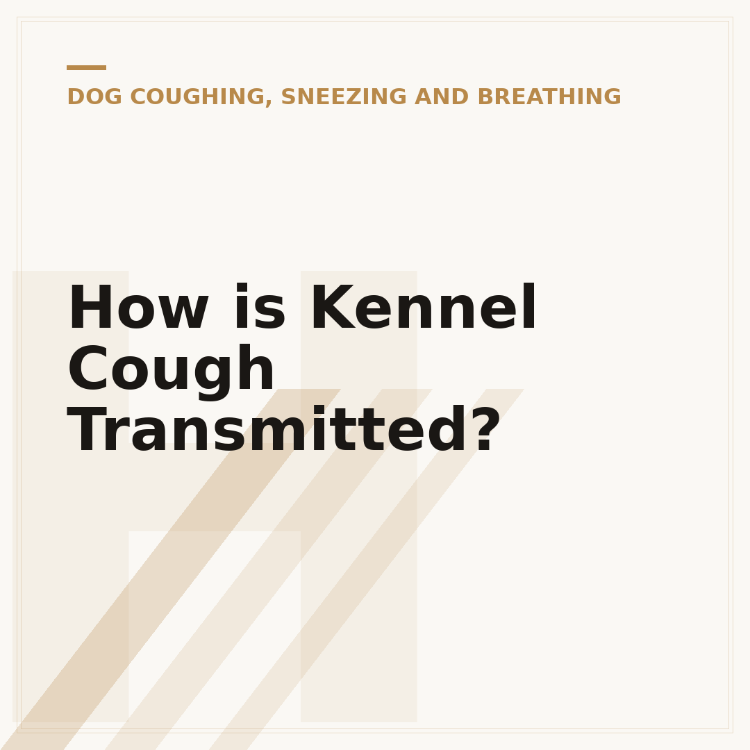 How is Kennel Cough Transmitted?