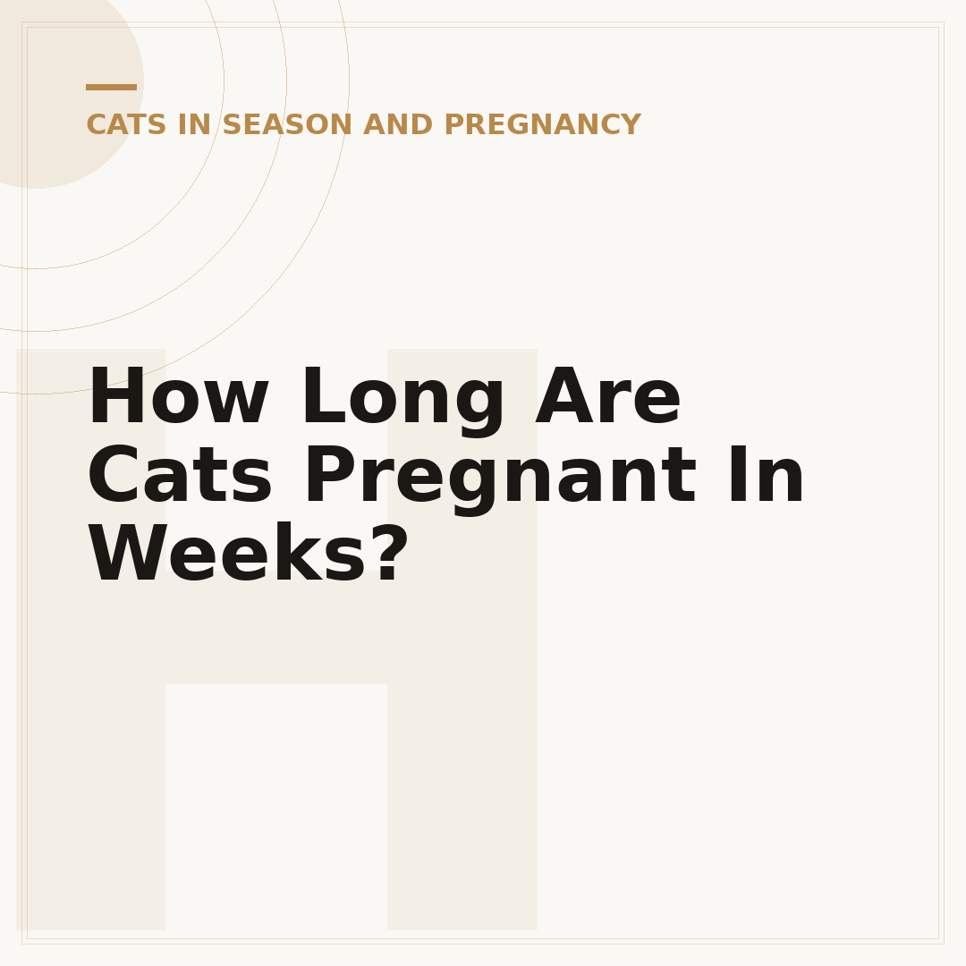 How Long Are Cats Pregnant In Weeks?