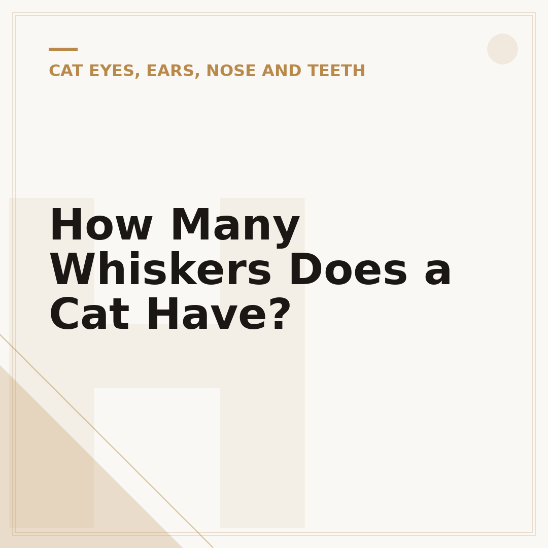 How Many Whiskers Does a Cat Have?