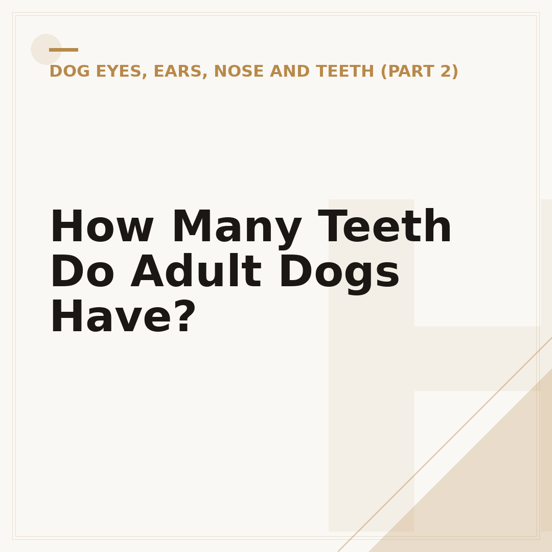 How Many Teeth Do Adult Dogs Have?