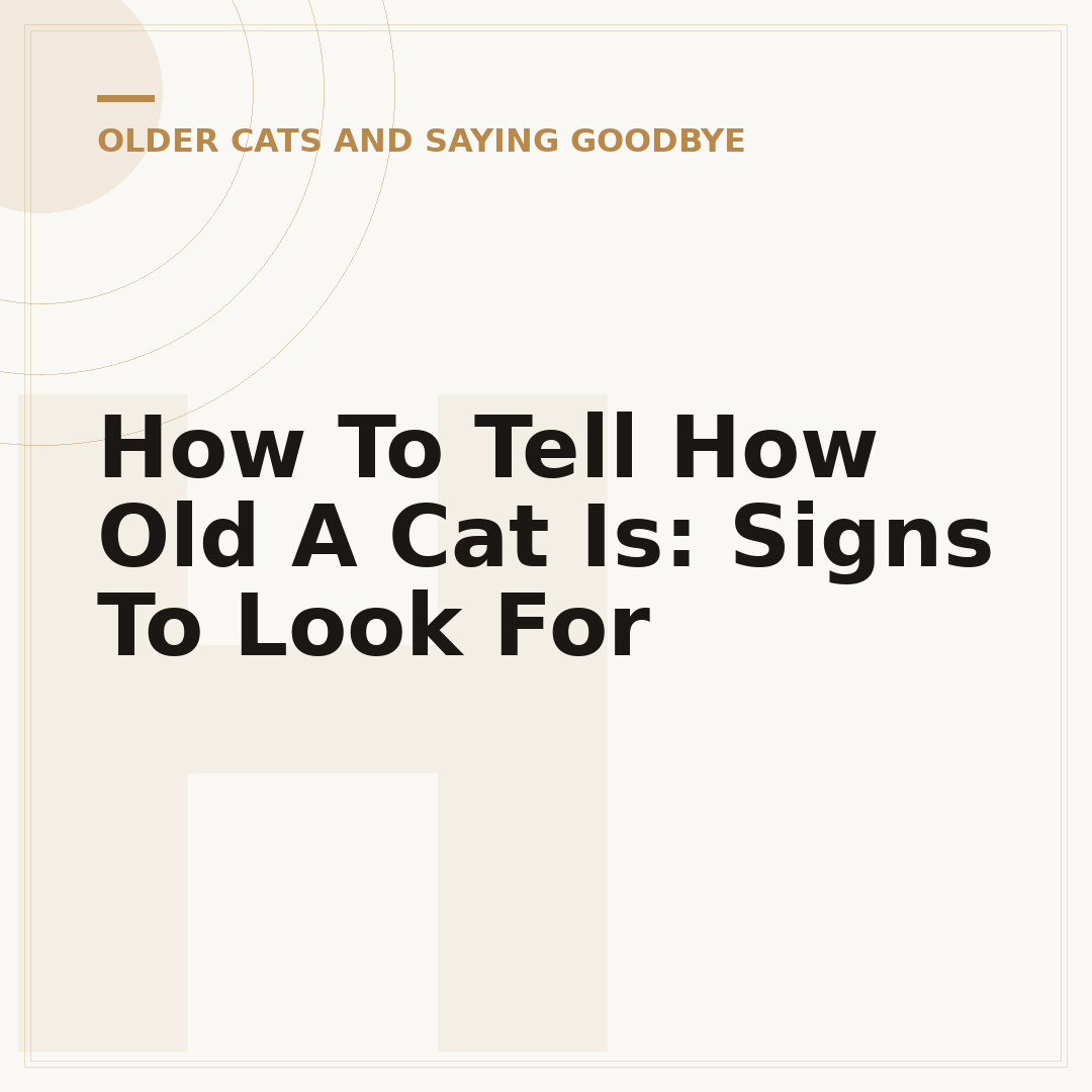 How To Tell How Old A Cat Is: Signs To Look For
