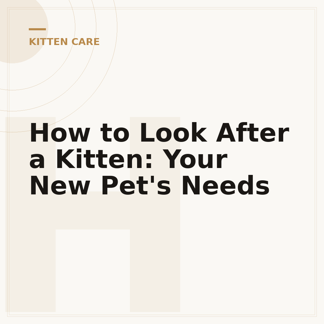 How to Look After a Kitten: Your New Pet's Needs