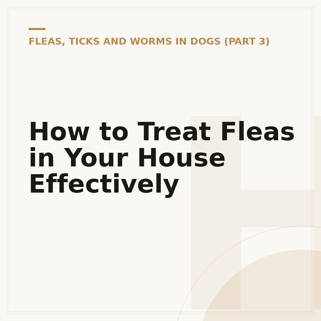 How to Treat Fleas in Your House Effectively