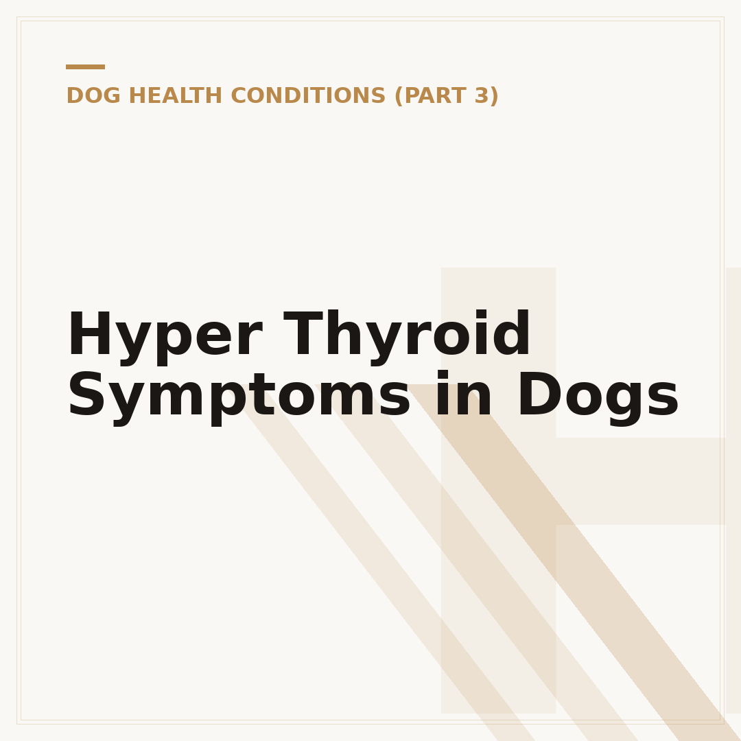 Hyper Thyroid Symptoms in Dogs