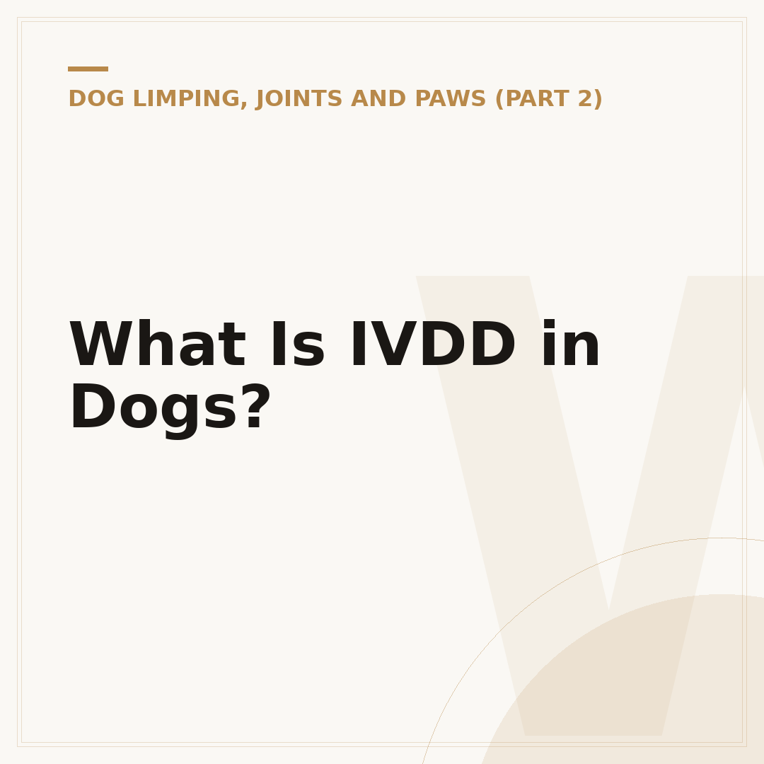 What Is IVDD in Dogs?