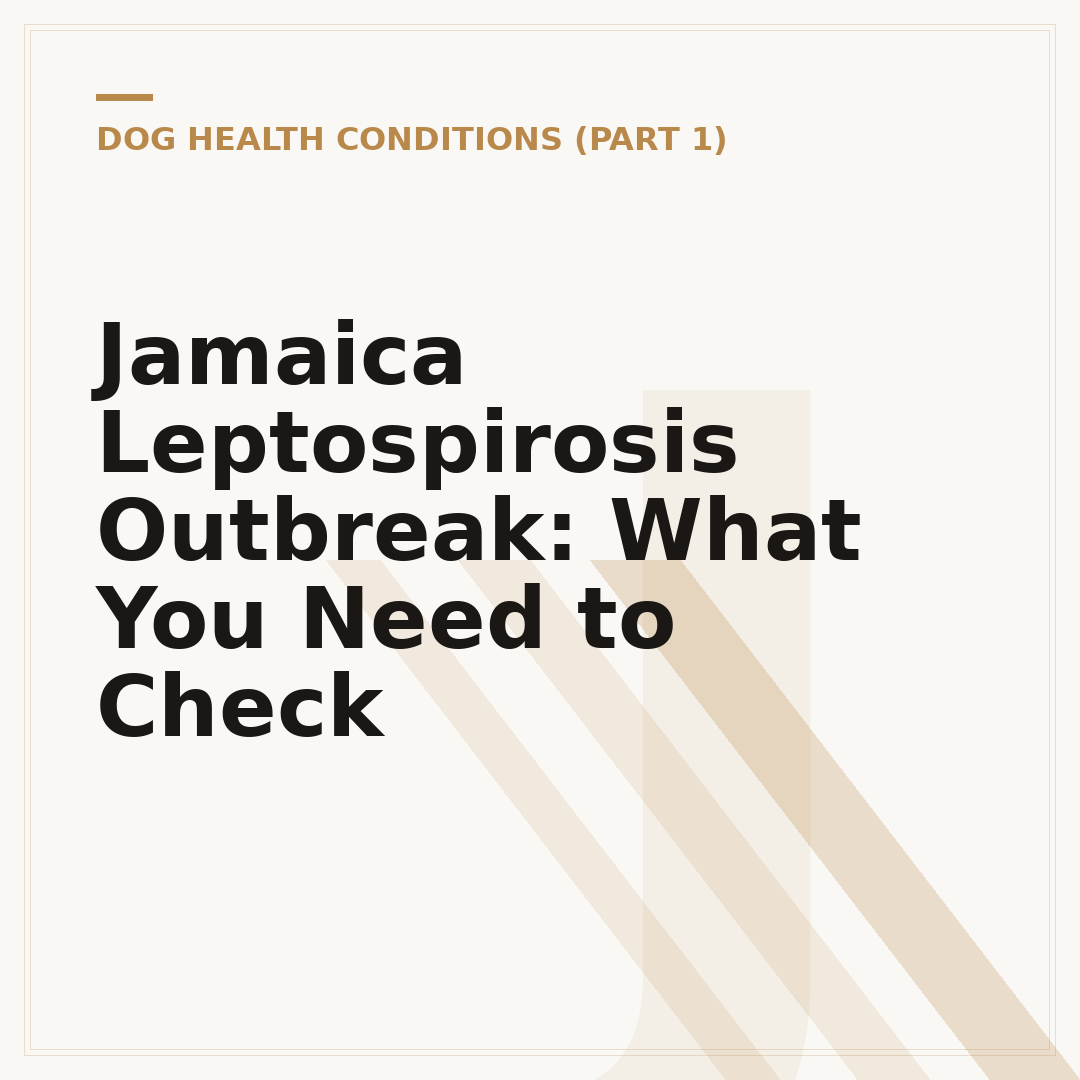 Jamaica Leptospirosis Outbreak: What You Need to Check