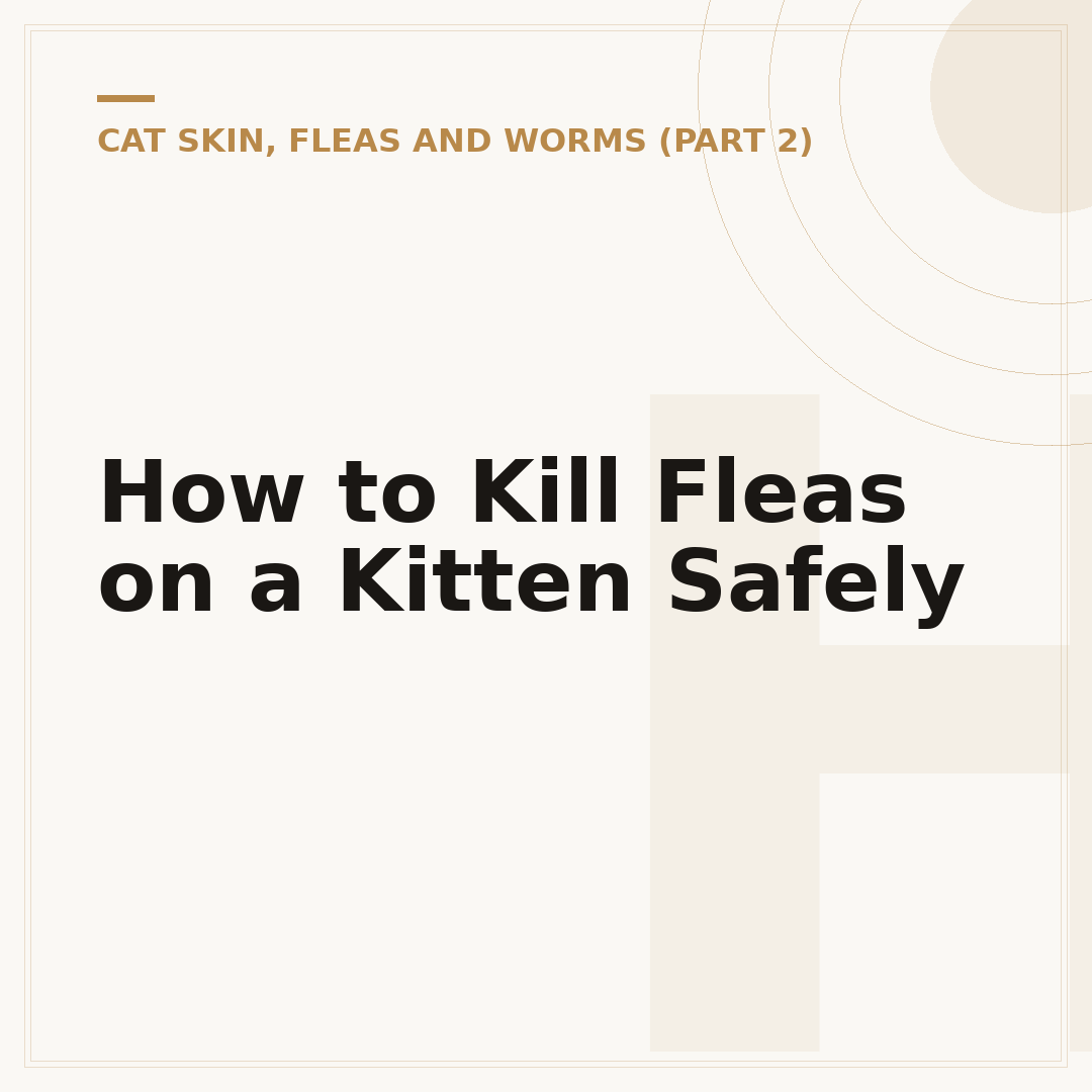 How to Kill Fleas on a Kitten Safely