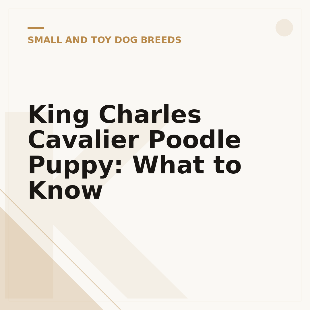 King Charles Cavalier Poodle Puppy: What to Know