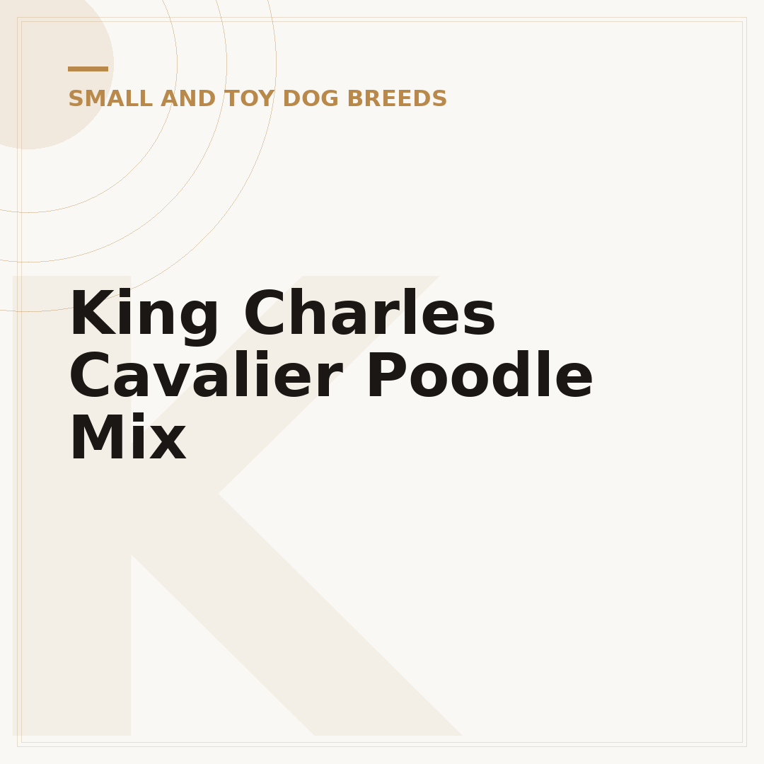 King Charles Cavalier Poodle Mix