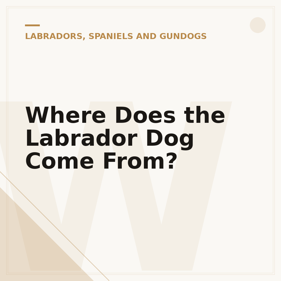 Where Does the Labrador Dog Come From?