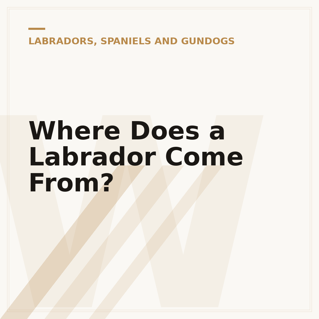 Where Does a Labrador Come From?