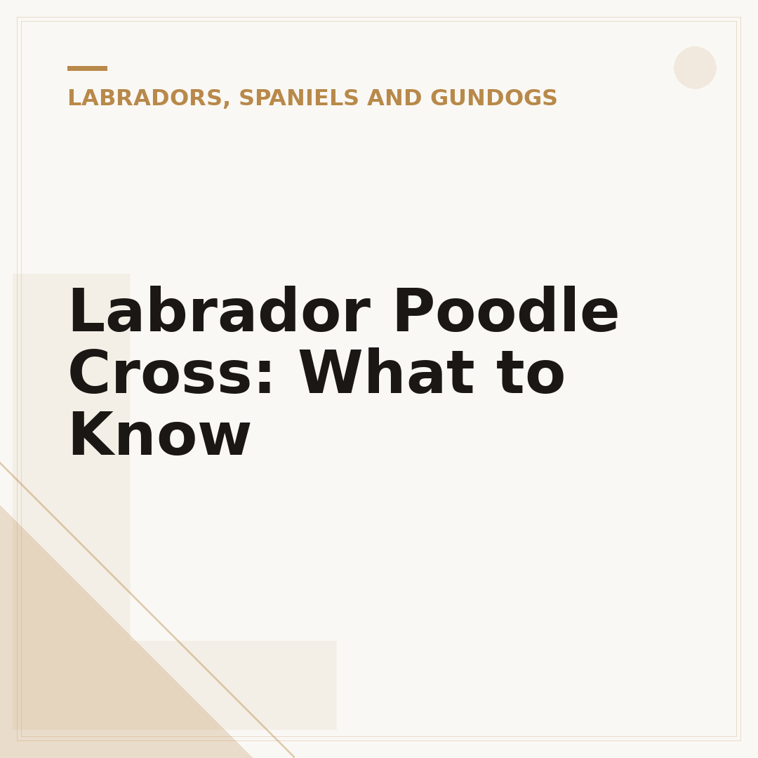 Labrador Poodle Cross: What to Know