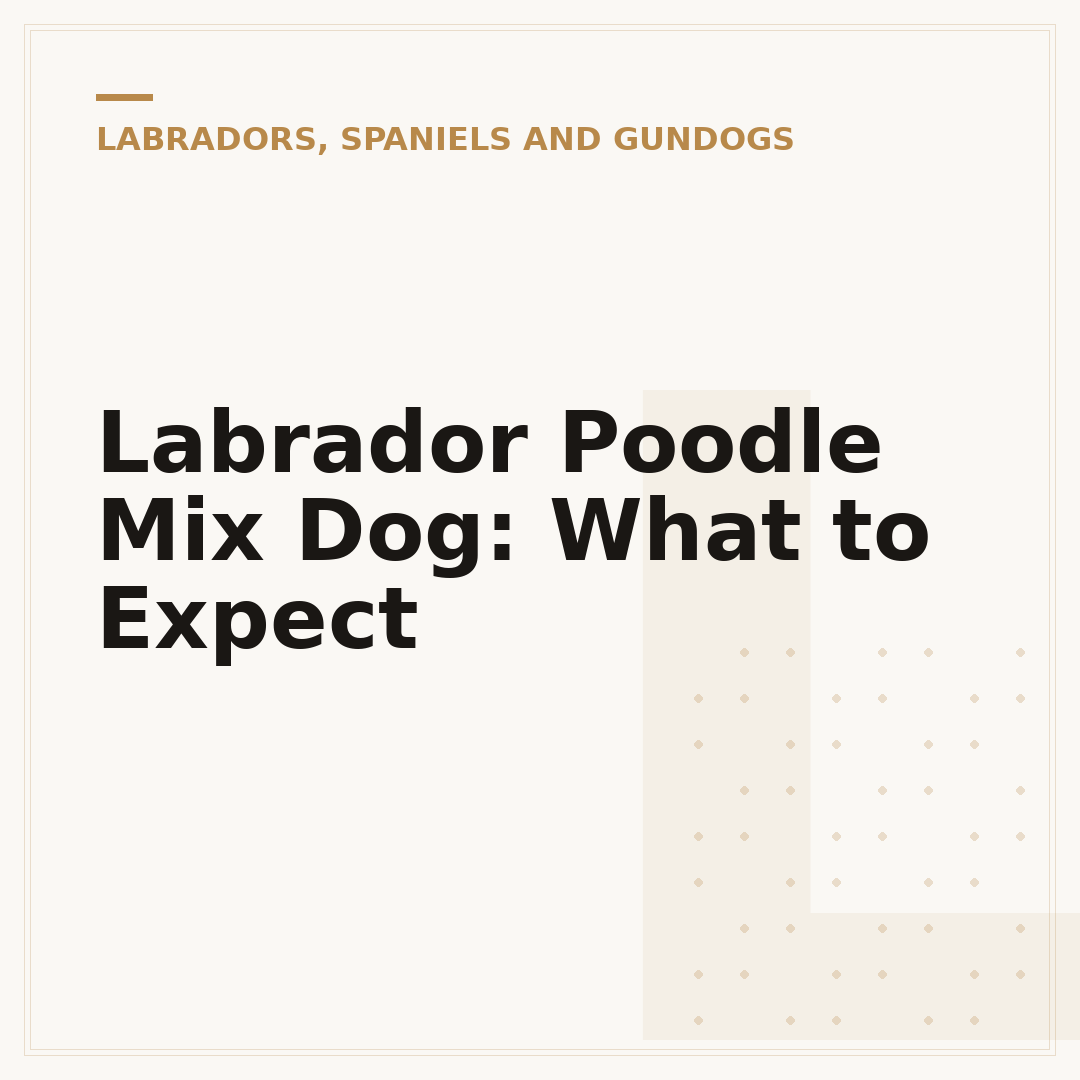 Labrador Poodle Mix Dog: What to Expect