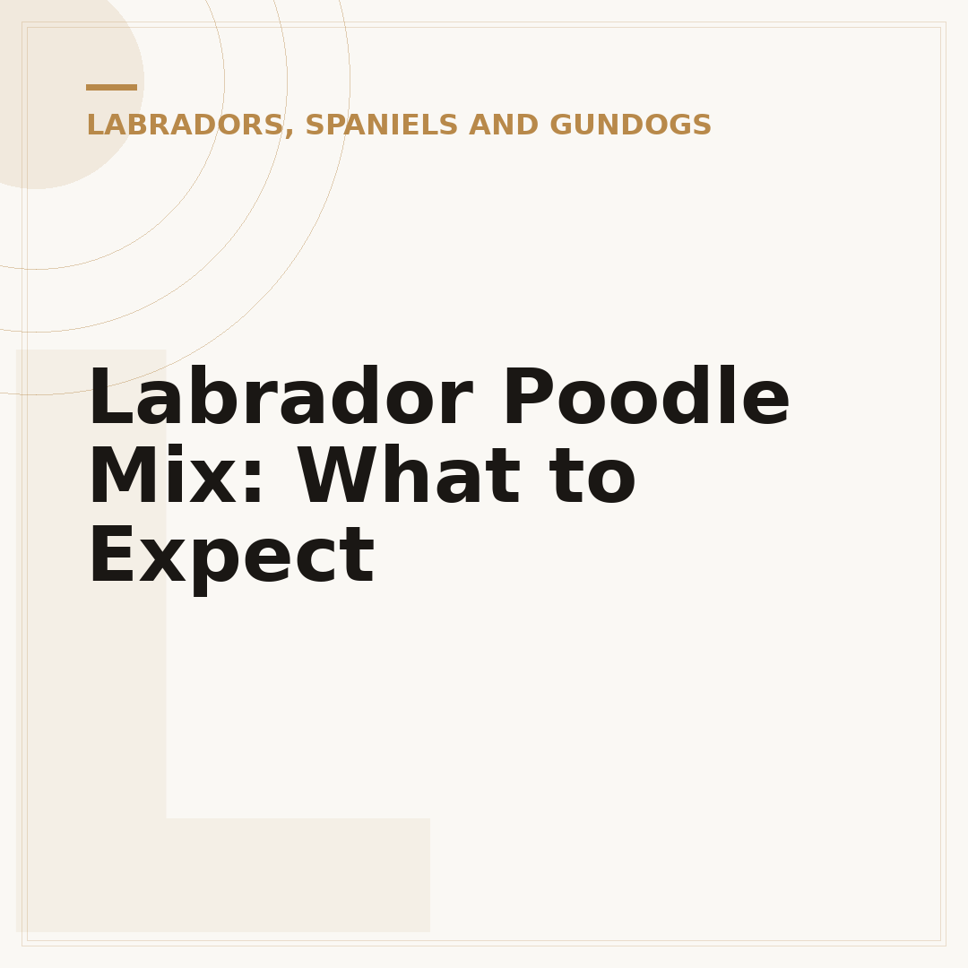 Labrador Poodle Mix: What to Expect