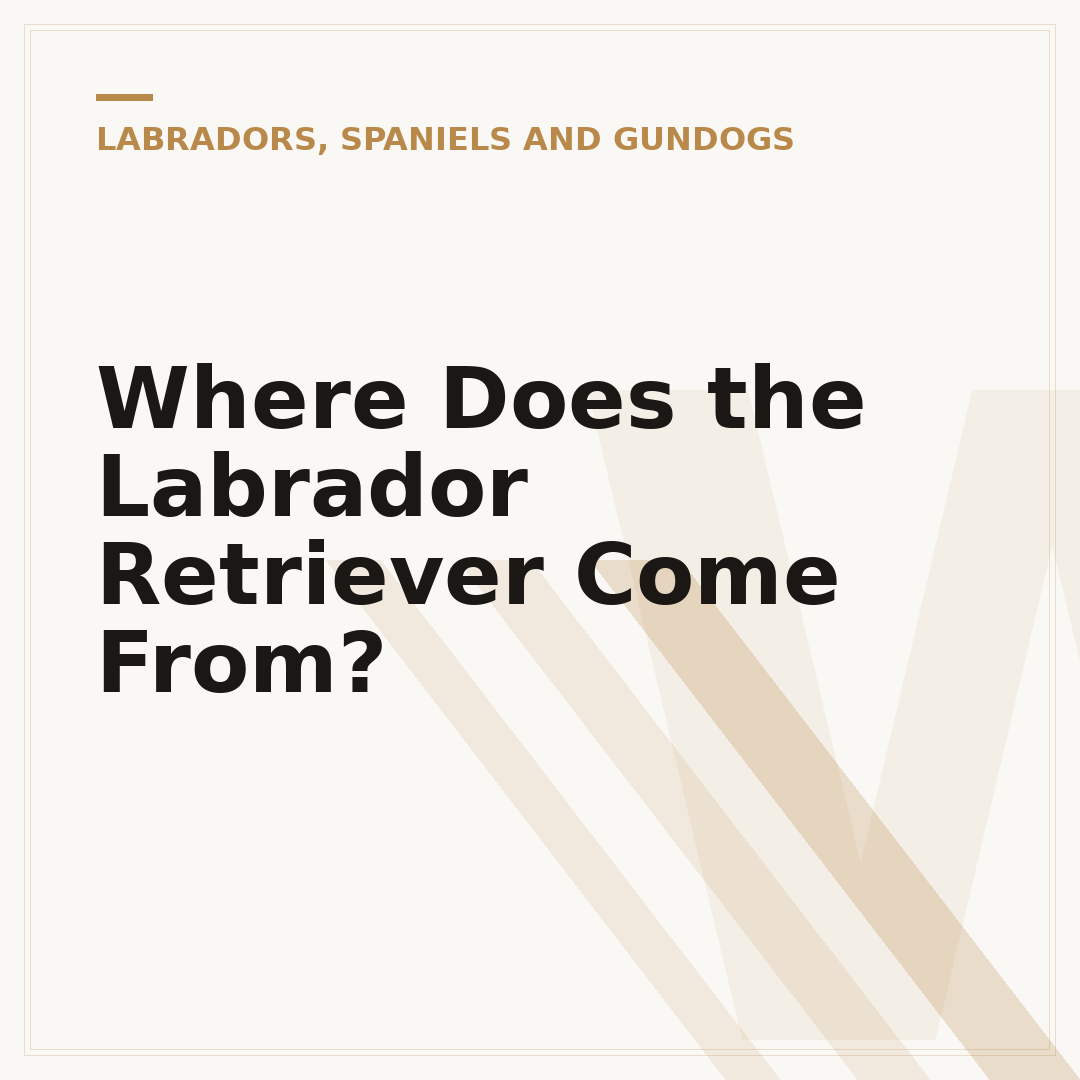 Where Does the Labrador Retriever Come From?
