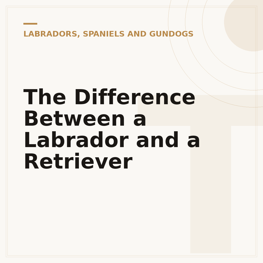 The Difference Between a Labrador and a Retriever