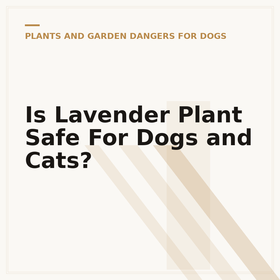 Is Lavender Plant Safe For Dogs and Cats?