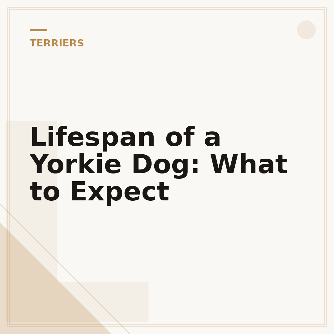 Lifespan of a Yorkie Dog: What to Expect