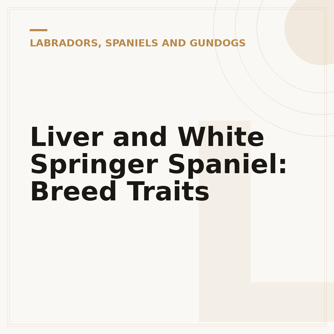Liver and White Springer Spaniel: Breed Traits