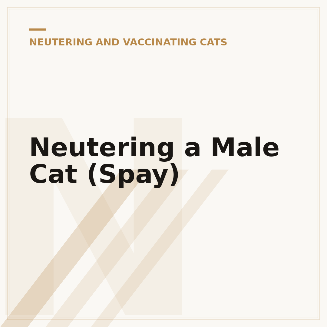 Neutering a Male Cat (Spay)