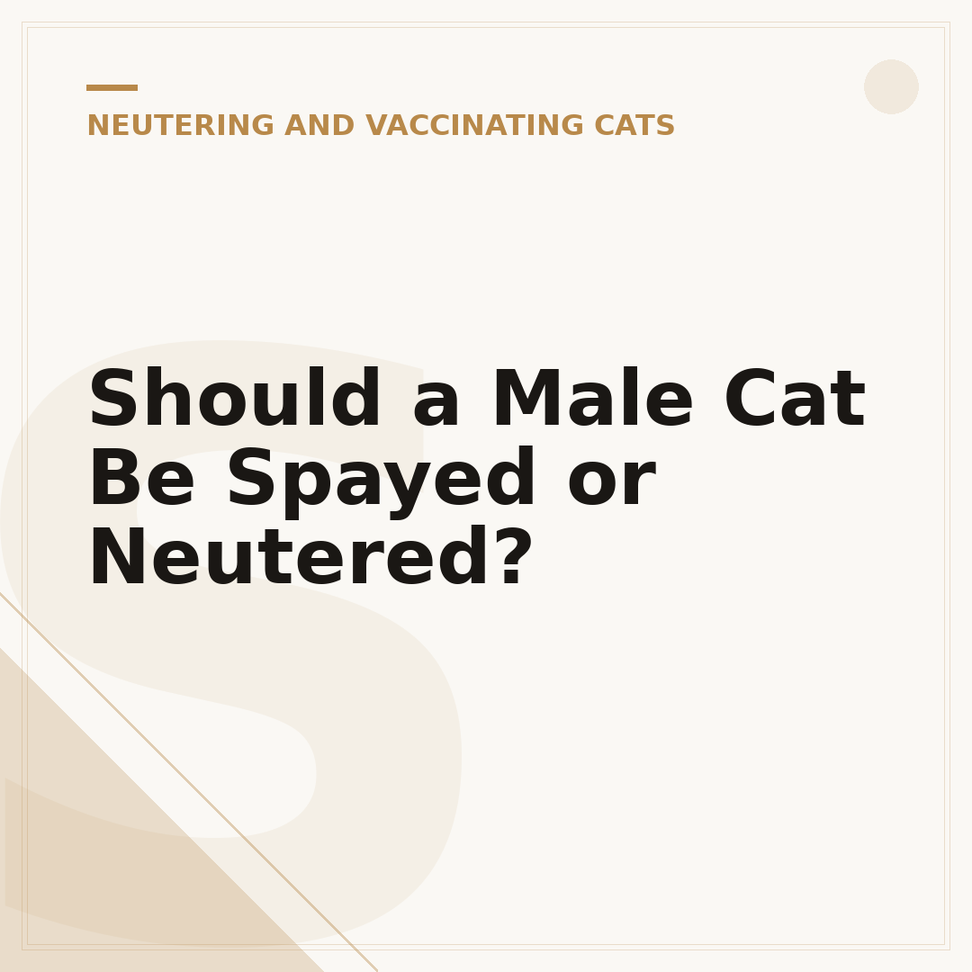 Should a Male Cat Be Spayed or Neutered?