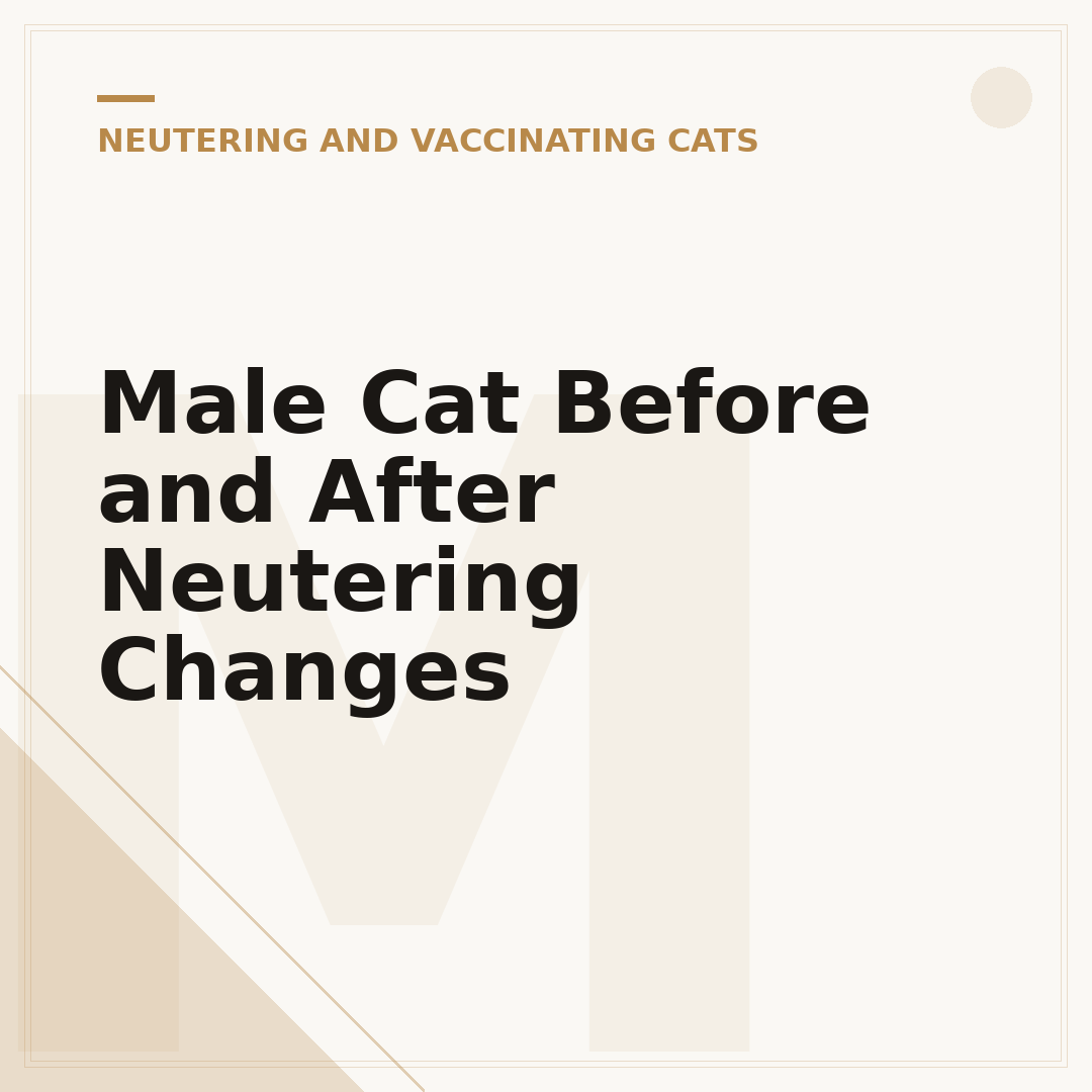 Male Cat Before and After Neutering Changes